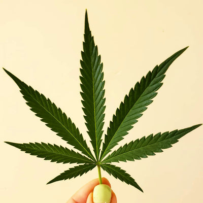 Die Geschichte von Cannabis bzw. Hanf